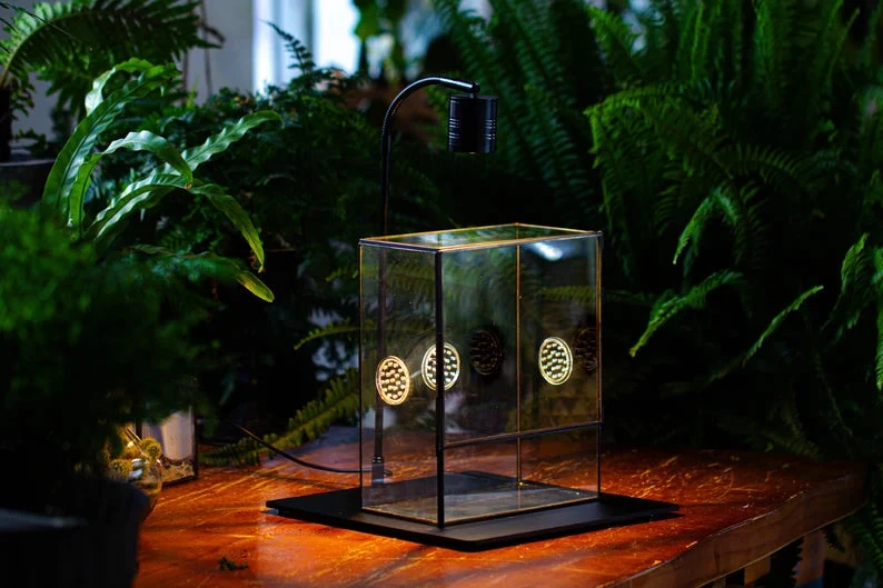 Handmade Close Glass Terrarium With Vents, With LED Grow Light Set, FOR Insects, Bugs 3 Handmade Close Glass Terrarium With Vents, With LED Grow Light Set, FOR Insects, Bugs - Image 3