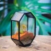 Mini 5x7 Inches Octagon Shape Glass Geometric Terrarium Enclosure With Side Vent For Small Insect, Jumping Spider