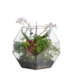 Handmade Extra Large Large Pentagon Glass Geometric Terrarium For Succulents Fern Moss Airplants 30 Handmade Extra Large Large Pentagon Glass Geometric Terrarium For Succulents Fern Moss Airplants -Ncyp Garden Sale Shop 20150713033XL 1 bab3688f 6699 44f7 8966 7d87b0384f89