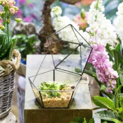 Modern Succulent Plant Glass Geometric Container Desktop Flower Pot For Succulents Flower -Ncyp Garden Sale Shop 20151226004 13