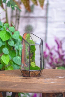 Rain Forest Sticky Red Clay For DIY Moss Wall, Plant Moss / Plants On The Wall, Vertical Landscape, Vivarium, Terrarium -Ncyp Garden Sale Shop 20160218002 27