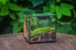 Buddha Moss Terrarium DIY Set Glass Terrarium With Door, Tin Sealed Cube 5.9 Inches -Ncyp Garden Sale Shop 20160218009L 10 5a381539 d14f 4385 96d3 7e89033941c7