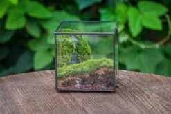 Buddha Moss Terrarium DIY Set Glass Terrarium With Door, Tin Sealed Cube 5.9 Inches -Ncyp Garden Sale Shop 20160218009L 11 5cf99b5f 52b7 40ab 8d30 406f0f5a9be0