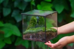 Buddha Moss Terrarium DIY Set Glass Terrarium With Door, Tin Sealed Cube 5.9 Inches -Ncyp Garden Sale Shop 20160218009L 14 9edae641 4e81 439f b5ff f5f5416438cc