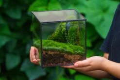 Buddha Moss Terrarium DIY Set Glass Terrarium With Door, Tin Sealed Cube 5.9 Inches -Ncyp Garden Sale Shop 20160218009L 16 b69c980c 1621 4c71 925f 9e42de8d1896