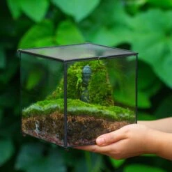Buddha Moss Terrarium DIY Set Glass Terrarium With Door, Tin Sealed Cube 5.9 Inches -Ncyp Garden Sale Shop 20160218009L 17 0c7a12da a6ab 4ccf a606 25e1ecedcb11