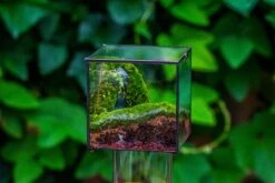 Buddha Moss Terrarium DIY Set Glass Terrarium With Door, Tin Sealed Cube 5.9 Inches -Ncyp Garden Sale Shop 20160218009L 20 ed1e3654 304c 4bf3 bf23 f3903ae68b8f