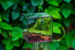 Buddha Moss Terrarium DIY Set Glass Terrarium With Door, Tin Sealed Cube 5.9 Inches -Ncyp Garden Sale Shop 20160218009L 21 cf93a074 31ff 42fe 9e94 c2baeb5b1122