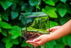 Buddha Moss Terrarium DIY Set Glass Terrarium With Door, Tin Sealed Cube 5.9 Inches -Ncyp Garden Sale Shop 20160218009L 22 5ec45492 91af 49cb 92ad 3a7401bacde3
