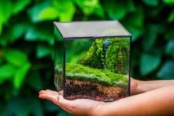 Buddha Moss Terrarium DIY Set Glass Terrarium With Door, Tin Sealed Cube 5.9 Inches -Ncyp Garden Sale Shop 20160218009L 23 52a5b50d 24b7 4a09 882a 91672007b162