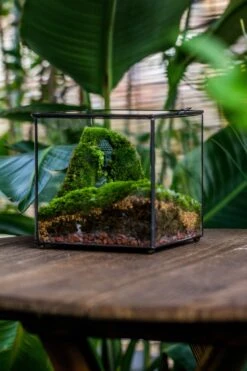 Buddha Moss Terrarium DIY Set Glass Terrarium With Door, Tin Sealed Cube 5.9 Inches -Ncyp Garden Sale Shop 20160218009L 25 3ba5995c 580e 4fd9 8b27 f41012255f4d