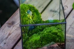 Buddha Moss Terrarium DIY Set Glass Terrarium With Door, Tin Sealed Cube 5.9 Inches -Ncyp Garden Sale Shop 20160218009L 28 26eecde3 f636 4b2d b033 98fa0b42f57f