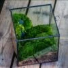 Buddha Moss Terrarium DIY Set Glass Terrarium With Door, Tin Sealed Cube 5.9 Inches