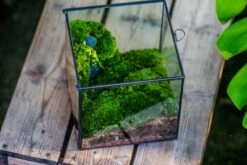 Buddha Moss Terrarium DIY Set Glass Terrarium With Door, Tin Sealed Cube 5.9 Inches -Ncyp Garden Sale Shop 20160218009L 32 29fafb8c 5acb 4e58 bcda 3d5dee3add3b