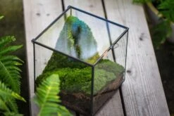 Buddha Moss Terrarium DIY Set Glass Terrarium With Door, Tin Sealed Cube 5.9 Inches -Ncyp Garden Sale Shop 20160218009L 33 1fe1c9d7 3734 4847 bd79 8e3c39ed5775