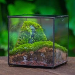 Buddha Moss Terrarium DIY Set Glass Terrarium With Door, Tin Sealed Cube 5.9 Inches -Ncyp Garden Sale Shop 20160218009L 3 5e2be14f 26ca 4aa2 8a85 1e0259dfb635