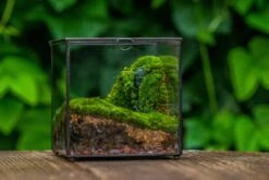 Buddha Moss Terrarium DIY Set Glass Terrarium With Door, Tin Sealed Cube 5.9 Inches -Ncyp Garden Sale Shop 20160218009L 7 1cfc7017 94e9 4e61 a06c a80f977d8585