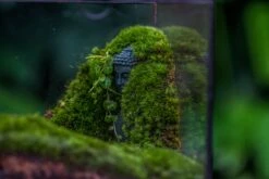 Buddha Moss Terrarium DIY Set Glass Terrarium With Door, Tin Sealed Cube 5.9 Inches -Ncyp Garden Sale Shop 20160218009L 8 04608774 d057 4844 ac8a 46ff0e86fff1