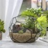 NCYP Irregular Open Geometric Glass Terrarium Bubble Shape For Succulents Landscape Bonsai