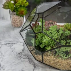 NCYP Irregular Open Geometric Glass Terrarium Bubble Shape For Succulents Landscape Bonsai 12 NCYP Irregular Open Geometric Glass Terrarium Bubble Shape For Succulents Landscape Bonsai -Ncyp Garden Sale Shop 20190418001 6