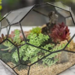 NCYP Irregular Open Geometric Glass Terrarium Bubble Shape For Succulents Landscape Bonsai 13 NCYP Irregular Open Geometric Glass Terrarium Bubble Shape For Succulents Landscape Bonsai -Ncyp Garden Sale Shop 20190418001 7