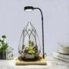 NCYP Tabletop Natural Wood Board LED Succulents Grow Light Display Indoor 2prong 7W For Geometric Glass Terrarium Succulent Fern Bonsai