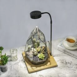 NCYP Tabletop Natural Wood Board LED Succulents Grow Light Display Indoor 2prong 7W For Geometric Glass Terrarium Succulent Fern Bonsai 26 NCYP Tabletop Natural Wood Board LED Succulents Grow Light Display Indoor 2prong 7W For Geometric Glass Terrarium Succulent Fern Bonsai -Ncyp Garden Sale Shop 20190508002 8 f60091bc c633 45b6 ba83 91f4d2f23751