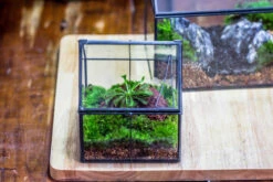 Handmade Glass And Tin Close Mini House Shape Close Terrarium For Moss, Succulents, Drosera -Ncyp Garden Sale Shop 20190621011 38