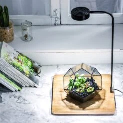NCYP Tabletop Natural Wood Board LED Succulents Grow Light Display Indoor 2prong 7W For Geometric Glass Terrarium Succulent Fern Bonsai 38 NCYP Tabletop Natural Wood Board LED Succulents Grow Light Display Indoor 2prong 7W For Geometric Glass Terrarium Succulent Fern Bonsai -Ncyp Garden Sale Shop 20190806001 3