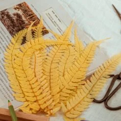 Preserved Large Fern Parathelypteris Glanduligera, Gold, 5 Pcs, 55cm Long, 35cm Width, For DIY -Ncyp Garden Sale Shop 20200518014 2