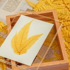 Preserved Large Fern Parathelypteris Glanduligera, Gold, 5 Pcs, 55cm Long, 35cm Width, For DIY -Ncyp Garden Sale Shop 20200518014 4