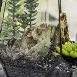 Black Natural Polished Pebbles For Terrarium, Bonsai, Small Planters, Moss, Fern, Succulents 13 Black Natural Polished Pebbles For Terrarium, Bonsai, Small Planters, Moss, Fern, Succulents -Ncyp Garden Sale Shop 2020072800 4