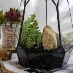 Black Natural Polished Pebbles For Terrarium, Bonsai, Small Planters, Moss, Fern, Succulents 11 Black Natural Polished Pebbles For Terrarium, Bonsai, Small Planters, Moss, Fern, Succulents -Ncyp Garden Sale Shop 2020072800 8