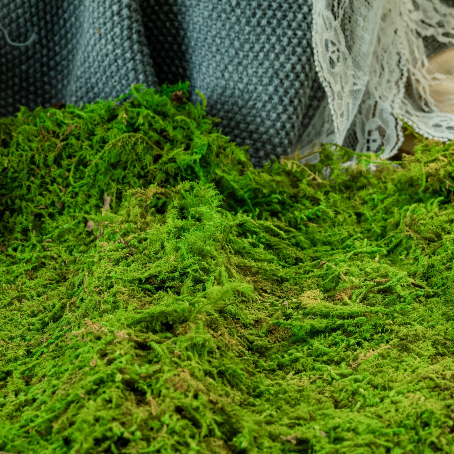 Preserved Feature Like Natural Moss, Fern Moss, Pole Moss Green 20x50cm, For DIY Moss Wall, Moss Terrarium, Moss Centerpiece, Moss Bowl, Centerpiece 1 Preserved Feature Like Natural Moss, Fern Moss, Pole Moss Green 20x50cm, For DIY Moss Wall, Moss Terrarium, Moss Centerpiece, Moss Bowl, Centerpiece