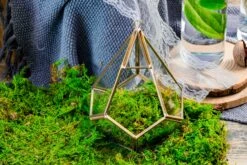 Preserved Feature Like Natural Moss, Fern Moss, Pole Moss Green 20x50cm, For DIY Moss Wall, Moss Terrarium, Moss Centerpiece, Moss Bowl, Centerpiece 9 Preserved Feature Like Natural Moss, Fern Moss, Pole Moss Green 20x50cm, For DIY Moss Wall, Moss Terrarium, Moss Centerpiece, Moss Bowl, Centerpiece -Ncyp Garden Sale Shop 20210323006 3