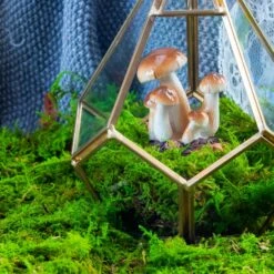 Preserved Feature Like Natural Moss, Fern Moss, Pole Moss Green 20x50cm, For DIY Moss Wall, Moss Terrarium, Moss Centerpiece, Moss Bowl, Centerpiece 7 Preserved Feature Like Natural Moss, Fern Moss, Pole Moss Green 20x50cm, For DIY Moss Wall, Moss Terrarium, Moss Centerpiece, Moss Bowl, Centerpiece -Ncyp Garden Sale Shop 20210323006 4