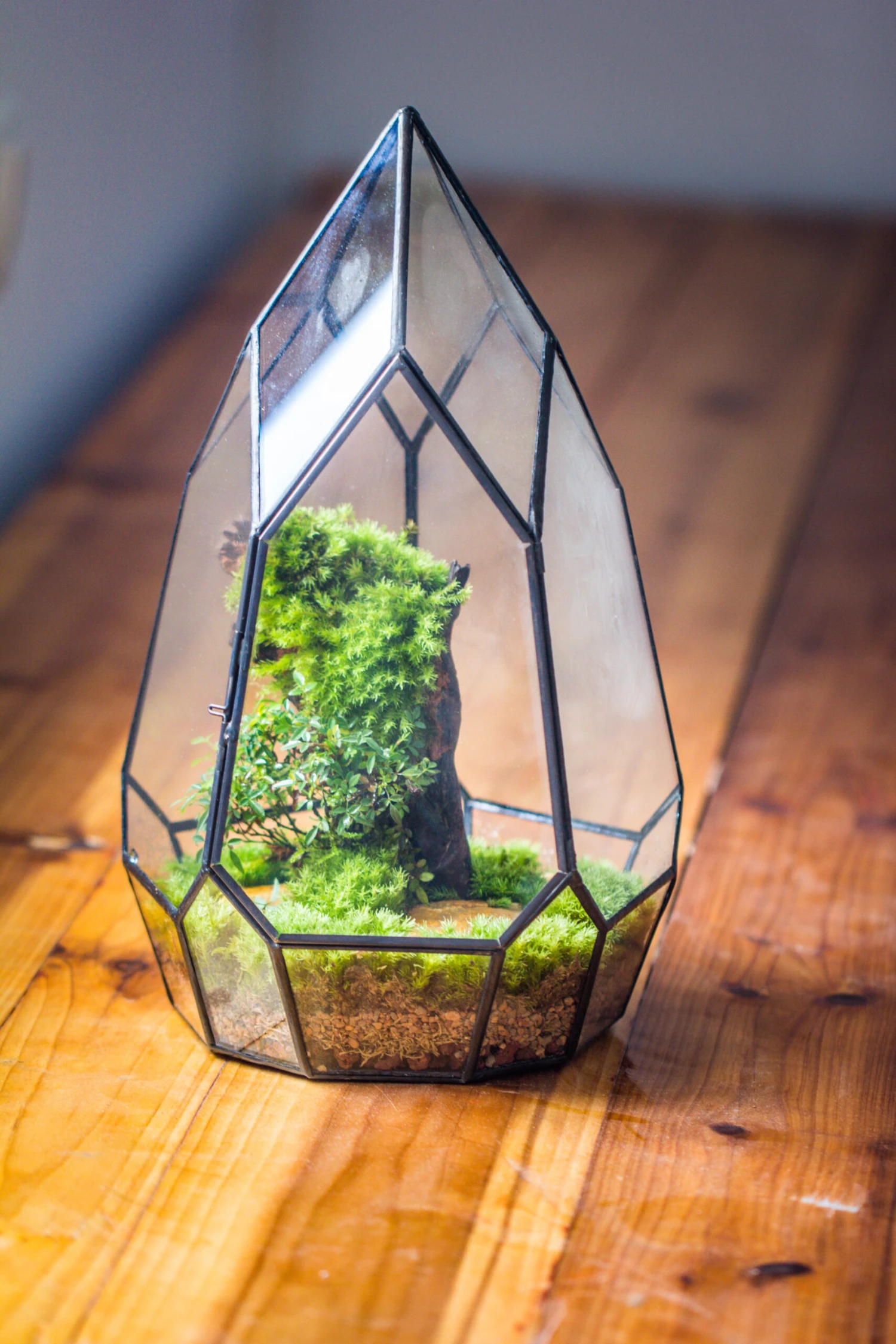 NCYP Irregular Close Geometric Glass Terrarium With Door Tall Teardrop Planter Pot Miniature Moss, Tropical Plants Orchid Container 5 NCYP Irregular Close Geometric Glass Terrarium With Door Tall Teardrop Planter Pot Miniature Moss, Tropical Plants Orchid Container - Image 5
