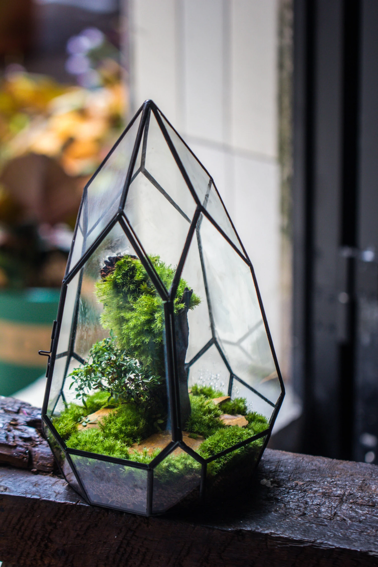 NCYP Irregular Close Geometric Glass Terrarium With Door Tall Teardrop Planter Pot Miniature Moss, Tropical Plants Orchid Container 6 NCYP Irregular Close Geometric Glass Terrarium With Door Tall Teardrop Planter Pot Miniature Moss, Tropical Plants Orchid Container - Image 6