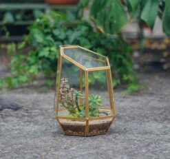 NCYP Close Geometric Glass Terrarium With Door, Brass, Irregular Tall Planter Succulent Cacti Fern Flower Pot 10 NCYP Close Geometric Glass Terrarium With Door, Brass, Irregular Tall Planter Succulent Cacti Fern Flower Pot -Ncyp Garden Sale Shop 20211215003 8