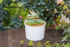 Coir Coconut Fiber For House Plants | NCYP Garden -Ncyp Garden Sale Shop 20220217001 1