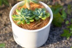 Coir Coconut Fiber For House Plants | NCYP Garden -Ncyp Garden Sale Shop 20220217001 12