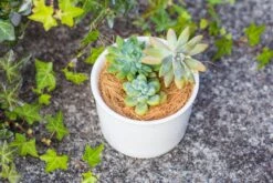 Coir Coconut Fiber For House Plants | NCYP Garden -Ncyp Garden Sale Shop 20220217001 3