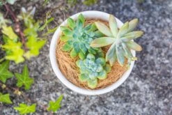 Coir Coconut Fiber For House Plants | NCYP Garden -Ncyp Garden Sale Shop 20220217001 4