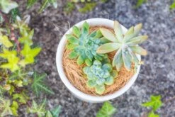 Coir Coconut Fiber For House Plants | NCYP Garden -Ncyp Garden Sale Shop 20220217001 6