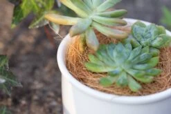 Coir Coconut Fiber For House Plants | NCYP Garden -Ncyp Garden Sale Shop 20220217001 7