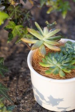 Coir Coconut Fiber For House Plants | NCYP Garden -Ncyp Garden Sale Shop 20220217001 8