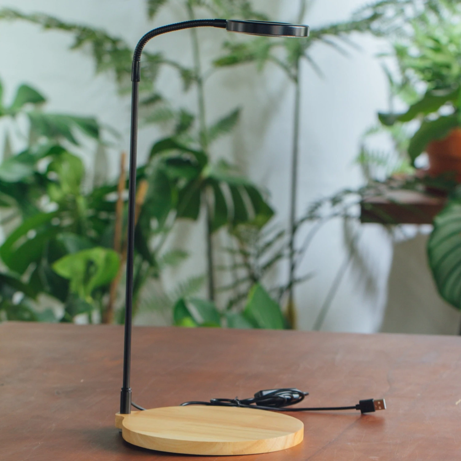 NCYP Customizable Tabletop Natural Wood Round Board LED Grow Display Light Indoor 10W For Terrarium Succulent Fern Bonsai Moss -30cm 1 NCYP Customizable Tabletop Natural Wood Round Board LED Grow Display Light Indoor 10W For Terrarium Succulent Fern Bonsai Moss -30cm