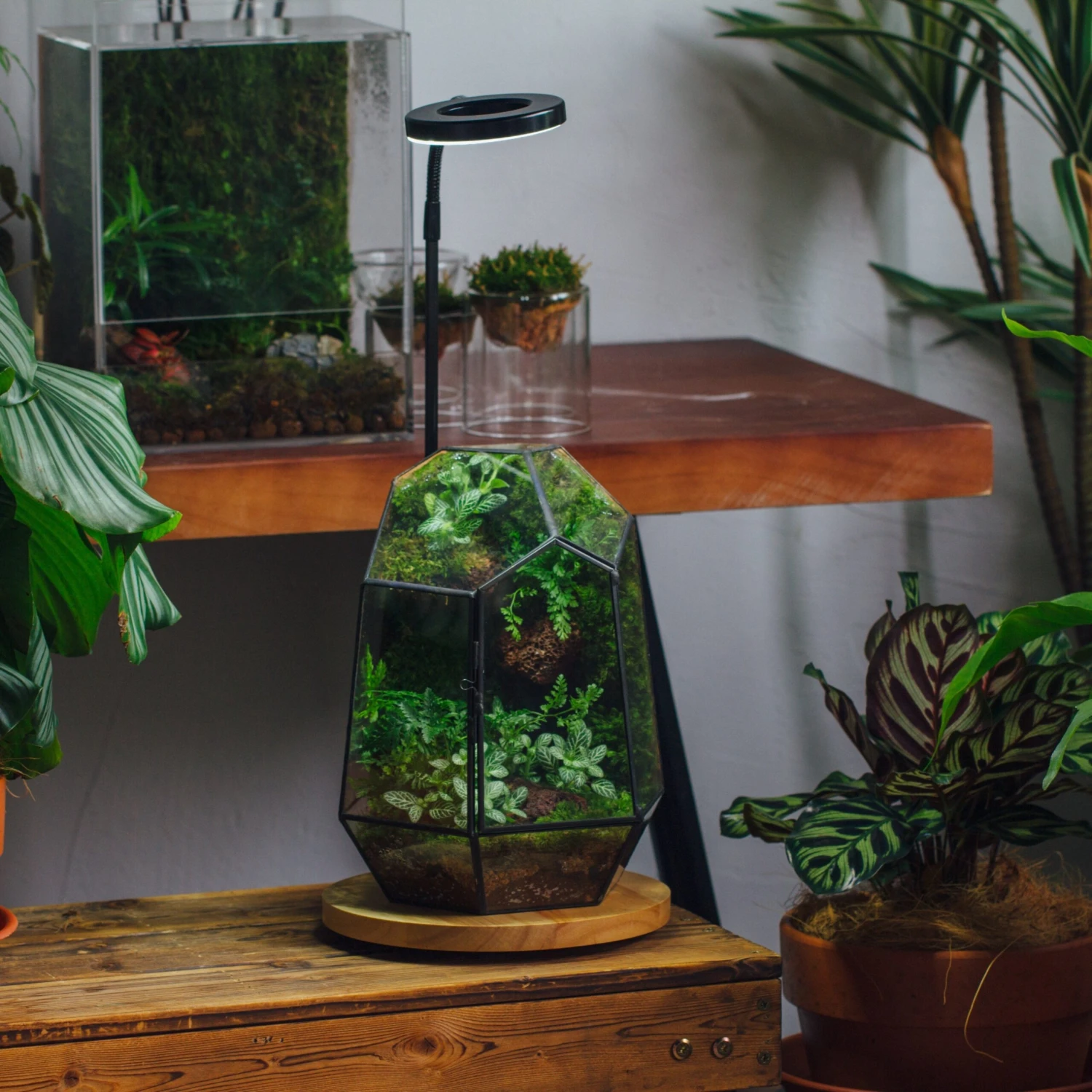 NCYP Customizable Tabletop Natural Wood Round Board LED Grow Display Light Indoor 10W For Terrarium Succulent Fern Bonsai Moss -30cm 2 NCYP Customizable Tabletop Natural Wood Round Board LED Grow Display Light Indoor 10W For Terrarium Succulent Fern Bonsai Moss -30cm - Image 2