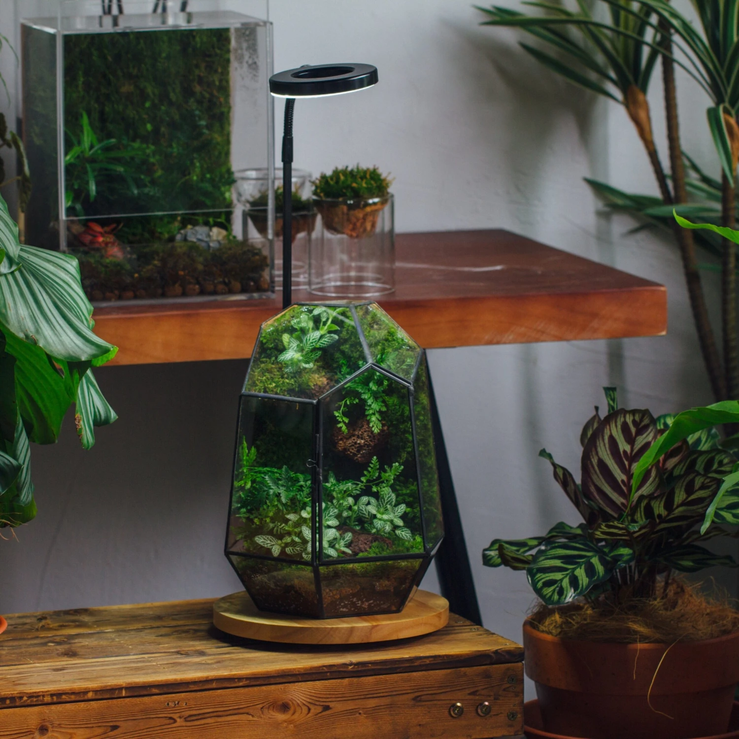 NCYP Customizable Tabletop Natural Wood Round Board LED Grow Display Light Indoor 10W For Terrarium Succulent Fern Bonsai Moss -40cm 2 NCYP Customizable Tabletop Natural Wood Round Board LED Grow Display Light Indoor 10W For Terrarium Succulent Fern Bonsai Moss -40cm - Image 2