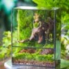 NCYP Close Geometric Glass Terrarium With Door, Tin Sealed Rectangle Tall Moss Wall Planter For Moss Wall, Fern, Landscape